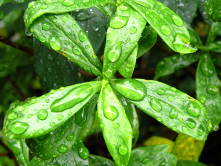 rain