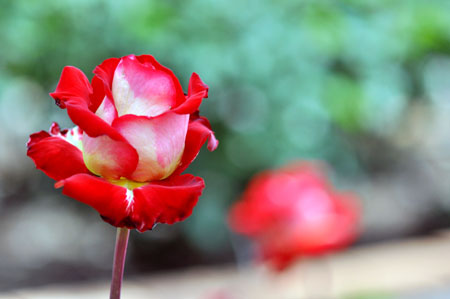 rose