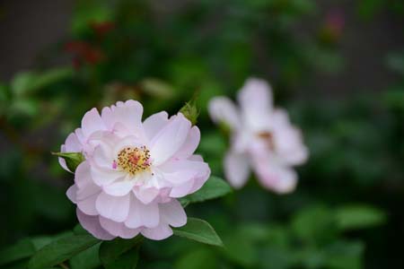 DSC_3456-450