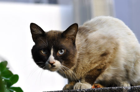 cat
