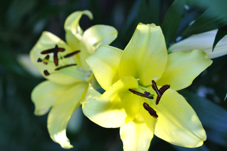 lily