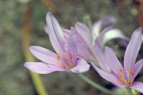 2013-09-25 022-c_500