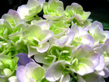 hydrangea