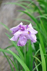 iris