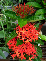 �۾ﵤ�ݤ�����