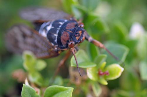 2010-08-03 085-f_500