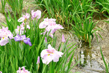 iris