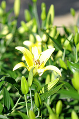 lily