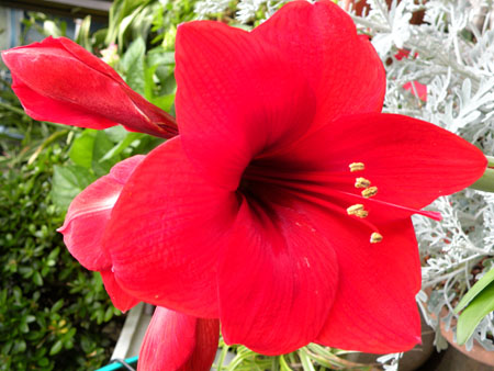 amaryllis