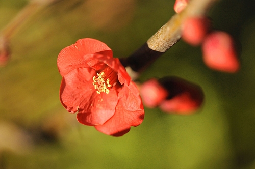 木瓜 木瓜