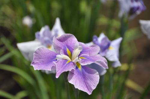 2013-06-04 037-f_500