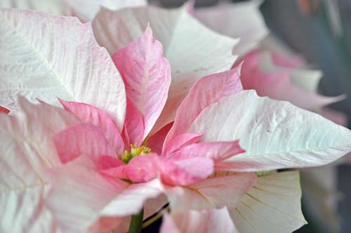 2012-12-16 017-b_500