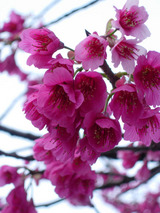 緋寒桜