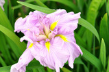 iris