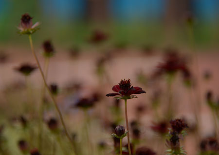 DSC_2215-c-450