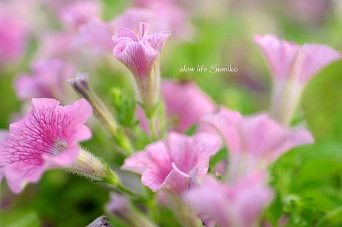 夏色の花 ♪ 夏色の花 ♪
