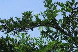 natu