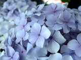 hydrangea