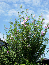 �����ʤ����͡�