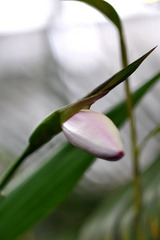 soburaria macrantha