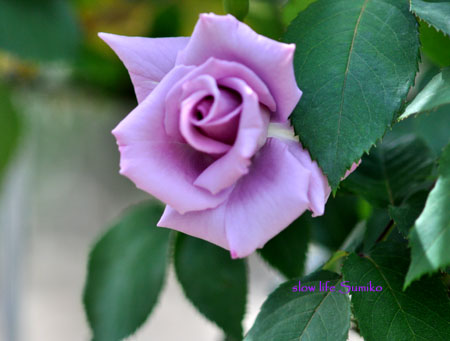 rose