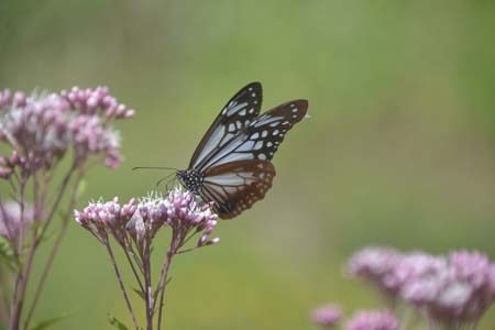 _DSC9189-6-450