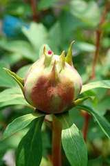 botann