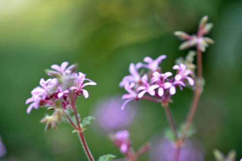 2013-08-20 010-k-500