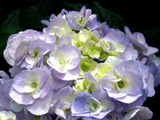 hydrangea