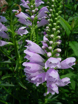 ��Ϸ���������ˡ�����