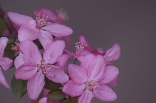2013-04-11 075-w_500