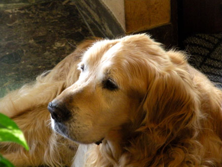 dog
