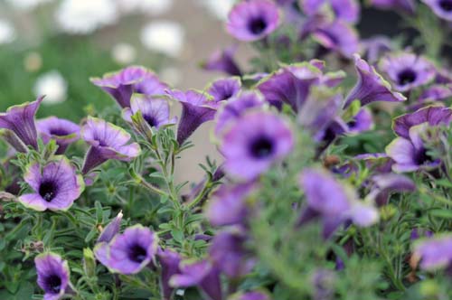 2012-10-26 139-b_500