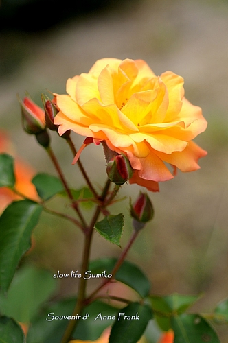 アンネの薔薇 アンネの薔薇