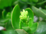 karannkoe