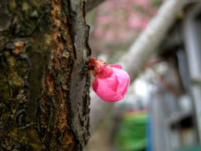 ume