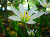 aki
