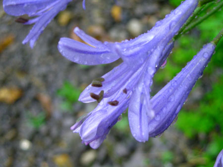 rain