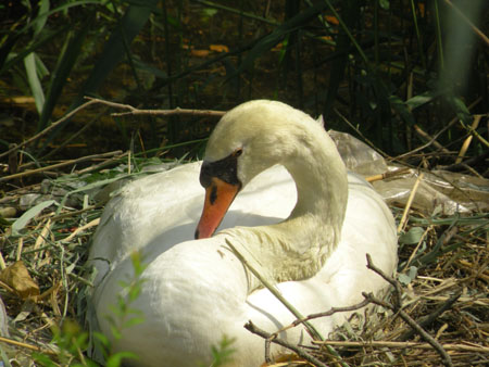 swan