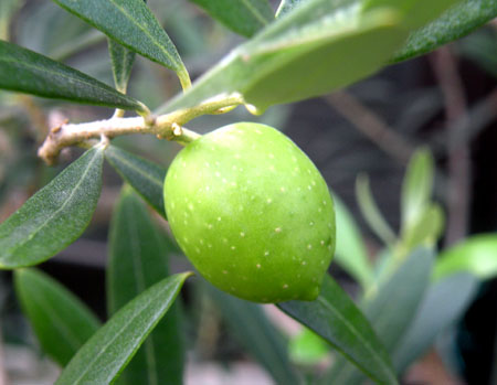 olive berry