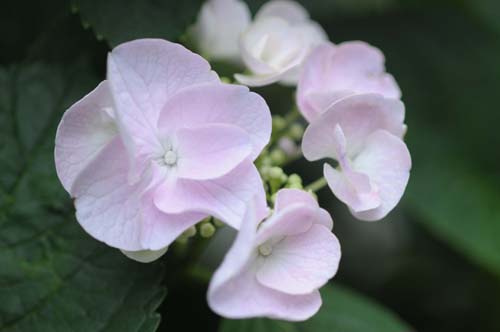 2011-06-10 026-e_500