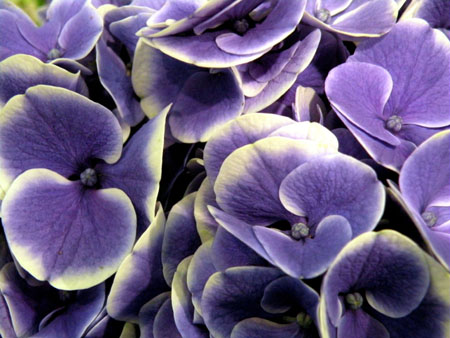 hydrangea