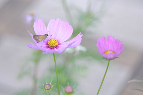 2011-10-01 042-n_500