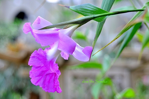 珍しい花? 2 珍しい花? 2