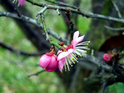 ume