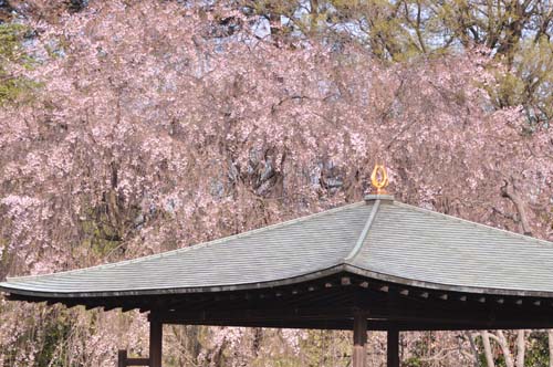 2013-04-08 074-t_500