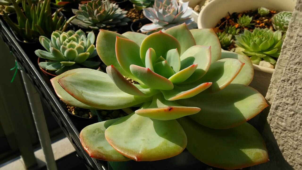 あこがれ多肉と白鳳 小さなベランダのお話