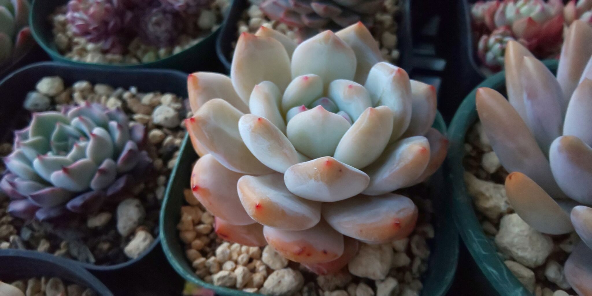 多肉植物 小さなベランダのお話 多肉植物 小さなベランダのお話