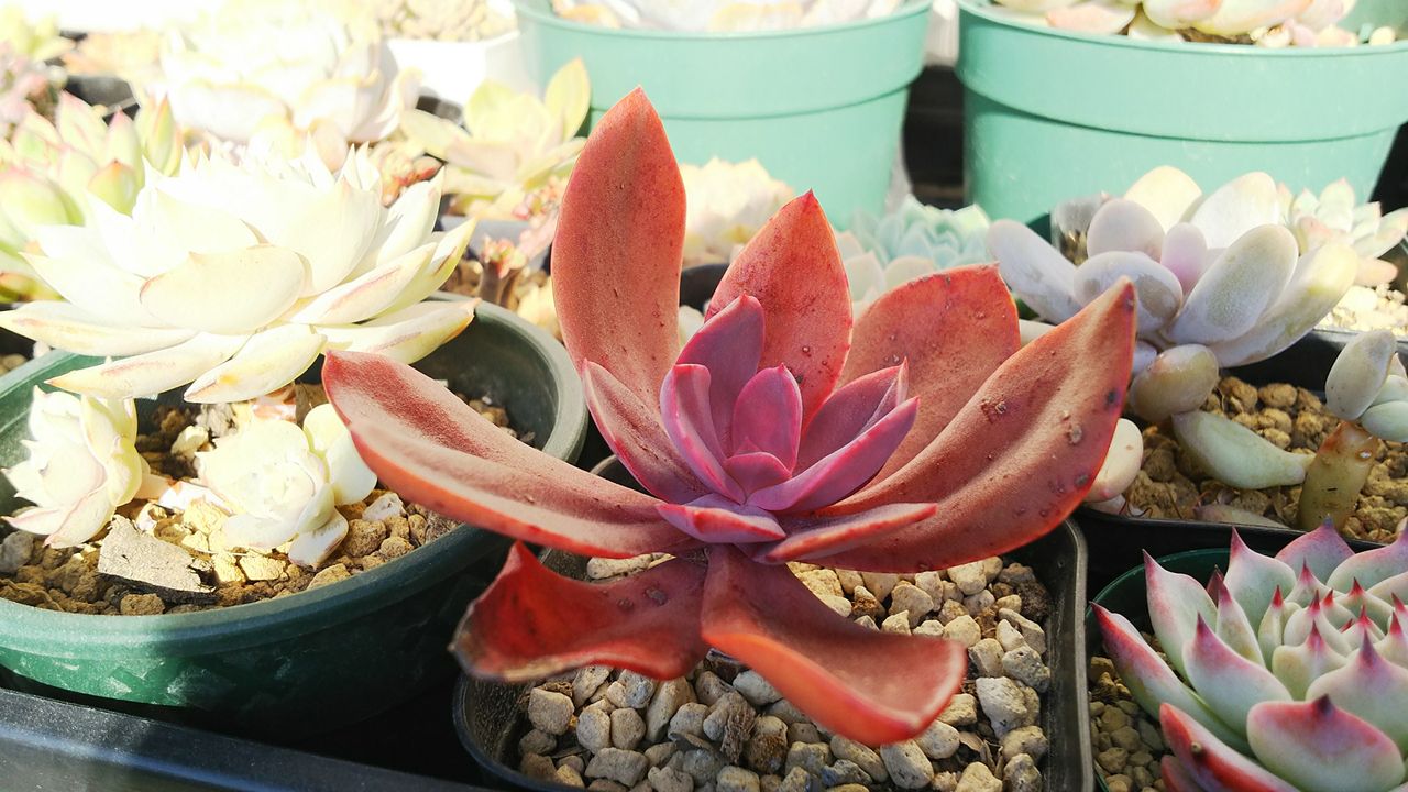 赤い多肉 小さなベランダのお話 赤い多肉 小さなベランダのお話