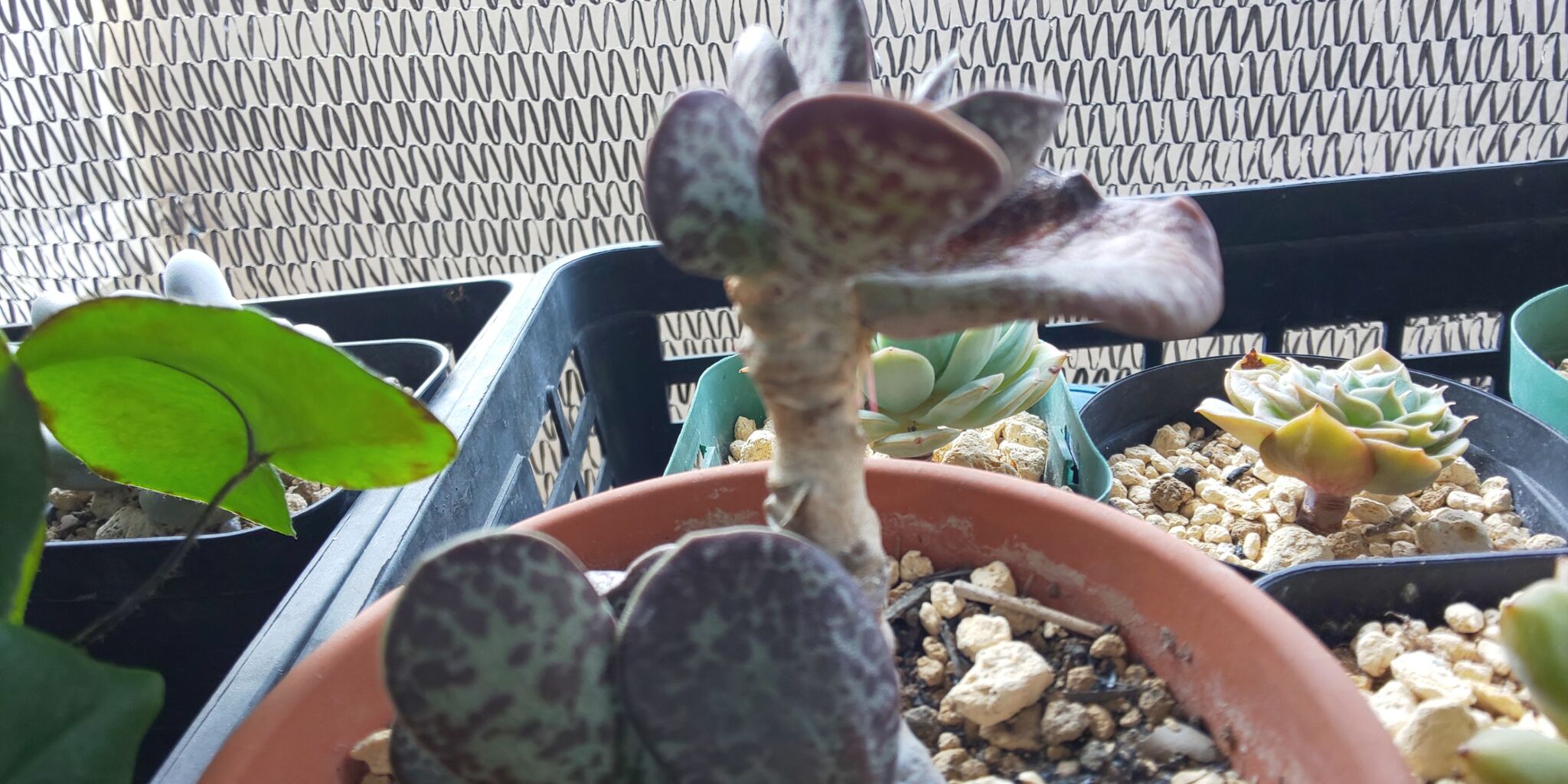 メキシカンスノーボールとその他 小さなベランダのお話